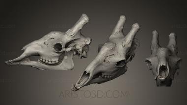 Anatomy of skeletons and skulls (ANTM_0021) 3D model for CNC machine